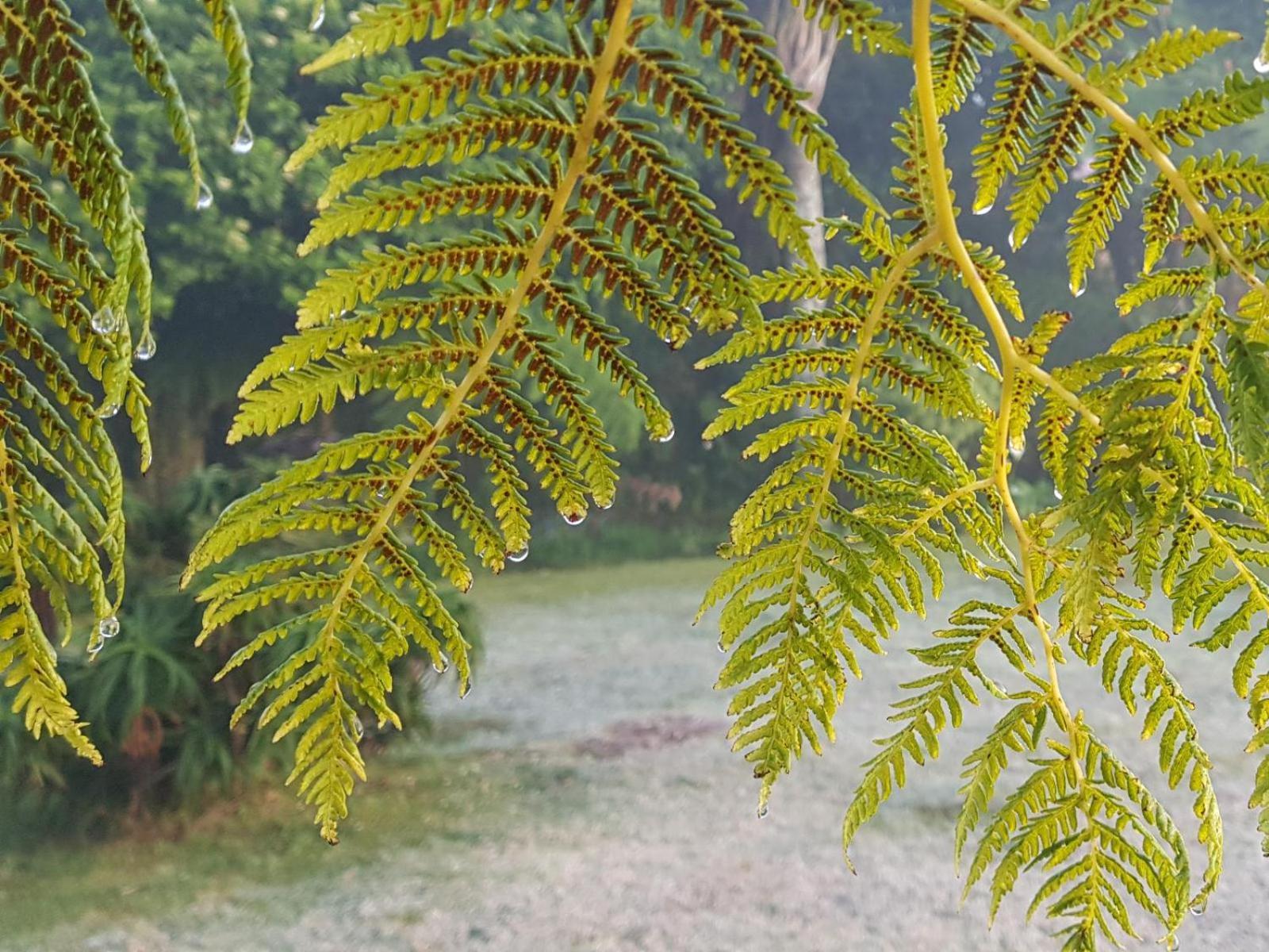 Paradise View Guesthouse グラスコップ 部屋 写真